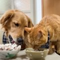 猫と犬が『しゃぶしゃぶパーティー』に参加した結果…まさかすぎる結末…