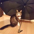 もうすぐジメジメの季節…猫にできる湿気対策7選