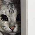 猫が飼い主を『待ち伏せするとき』の気持ち5つ