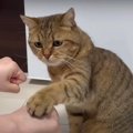 ルール無用？猫ちゃんの"どっち遊び"