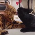 親子のように仲良しだった猫さんたち！あれからどうなったかな？