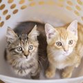 猫の多頭飼いで特に気を付けるべき配慮4つ　猫同士の様子で注意したいこと