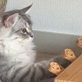 猫が『スイッチを押すと人形が出てくるおもちゃ』で遊び始めた結果…賢すぎ…