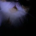 加湿器をつけて寝ていると猫がやってきて…飼い主が恐怖を感じた『ホラーな…