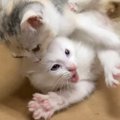 捨てられていた子猫の姉弟、無邪気に遊ぶ2ヶ月目の記録に『ずっと見て…