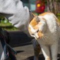 猫がよく『スリスリ』する３つのタイミングと意味