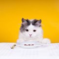 猫にレバーを食べさせても大丈夫？効果と与える時の注意点