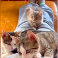 足を伸ばして座ると、５匹の子猫が順番に乗ってきて…まるで毛布をかけ…