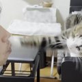 ピアノの鍵盤に乗る猫ちゃん。「ダメだよ」とパパが注意すると…？激し…