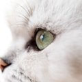 猫の目から『涙が出ている』ときに疑われるトラブル5つ　病気やケガの…