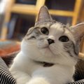 猫は狩人！ストレス発散に重要な本能をくすぐる遊び方５選