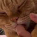 飼い主さんの指をしゃぶる猫→手を動かされると…とんでもなく甘えん坊…