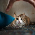 猫からの信頼が丸つぶれになる『飼い主の嫌われ行動』5選