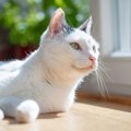 猫が『居心地がいい』と感じる3つの場所	