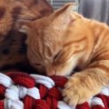 「くっちゃ～い！」あまりの刺激臭に驚きを隠せない猫さんが注目を集…