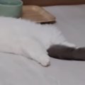 大の字になって倒れている猫を発見→『顔』を見てみると…まるで事件現場の…
