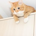 お家にある物を利用して愛猫が安心する空間づくり