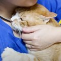 保護した野良猫を抱っこしていたら、先住猫が…『素敵な行動』に思わず…