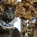 猫にぴったりの『名前』を付ける方法5つ！名付けで注意すべきポイント…