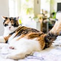 猫が『しっぽを振っている』ときに考えられる心理8つ　振り方別の意味や気…
