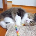 勝手に部屋に入る猫ちゃんをオモチャでお出迎え