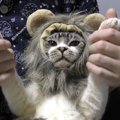 猫ちゃんからライオンさんに大変身♪