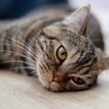 猫が『脱水症状』になっているときのサイン4つ　応急処置の方法や心がける…