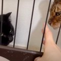 ここはぼくのおうちだにゃ！保護猫さんと対面して怒った猫さん