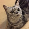 猫の『鼻』から読み取れる心理５選