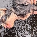 雨の中『ずぶ濡れで倒れていた子猫』を保護…懸命なお世話の結果に感動…