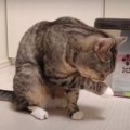 気まぐれ？猫ちゃんの真似っこ毛づくろい♪