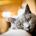 【獣医師監修】シャルトリューの平均寿命は何年？長生きのコツや注意した…