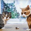 ひとり遊びを楽しむ猫さん！邪魔が入ったらどうなる？