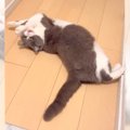 『沢山喋りながら出迎えてくれる猫』日常のひと時に7千800いいねを集…