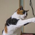 猫のライフステージ別に考える『最適な遊び方』3つ