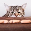 猫が食欲不振になる原因とその対処法