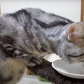 立ち食いを見られた猫ちゃんの照れ隠し♪