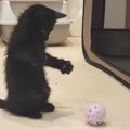 黒猫に課せられた命のリミット！そこから救い出すための鍵とは…