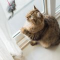 愛猫が喜ぶのはどれ？性格別のおすすめ『おもちゃ』5選