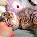 甘えたくて行ったり来たりする猫ちゃん♡