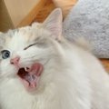 猫をステマする方法5選。これであなたもＮＮＮの一員！