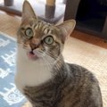 仕事に向かうため、猫に『お留守番』をお願いしたら…あまりにも愛おし…