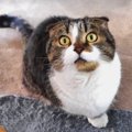 ハンモックにちょこんとおさまる猫ちゃんと弱々しい鳴き声が可愛い猫…