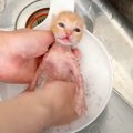 汚れていた保護子猫をシャンプーしたら…『水の色の変化』が凄すぎると…