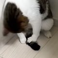 猫が必死になって『自分のしっぽ』を捕まえようとした結果…まさかの光…