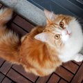 『猫が苦手な人』のほうが猫に愛される理由4選　マネすると猫と仲良くなれ…