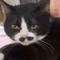 肩の上に飛び乗ってきた『超甘えん坊猫』→意地でも離れようとしなくて…