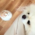 久しぶりの仕事がない日→猫と犬は朝から嬉しそうで…あまりにも最高な『休…