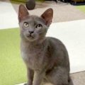 危険な道路で保護された猫…飼い猫の面影を感じる得意技とは？