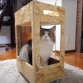 ぴったりサイズでキッチンワゴンが気に入った猫ちゃん♡